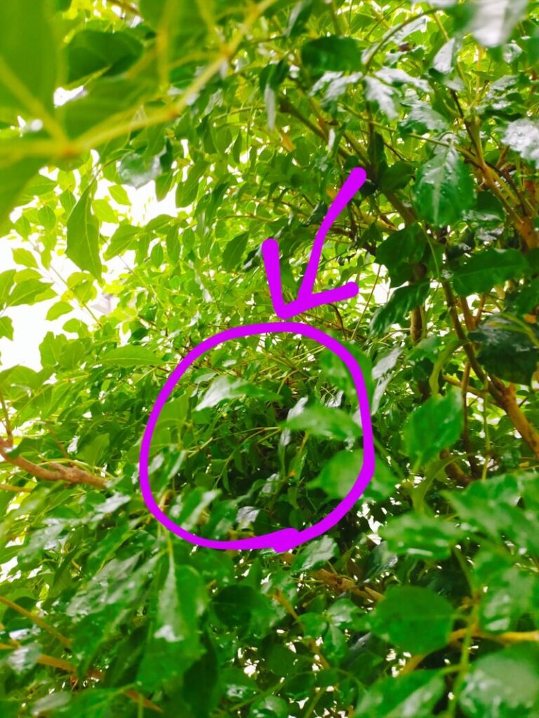 シマトリネコの木に鳩がいる