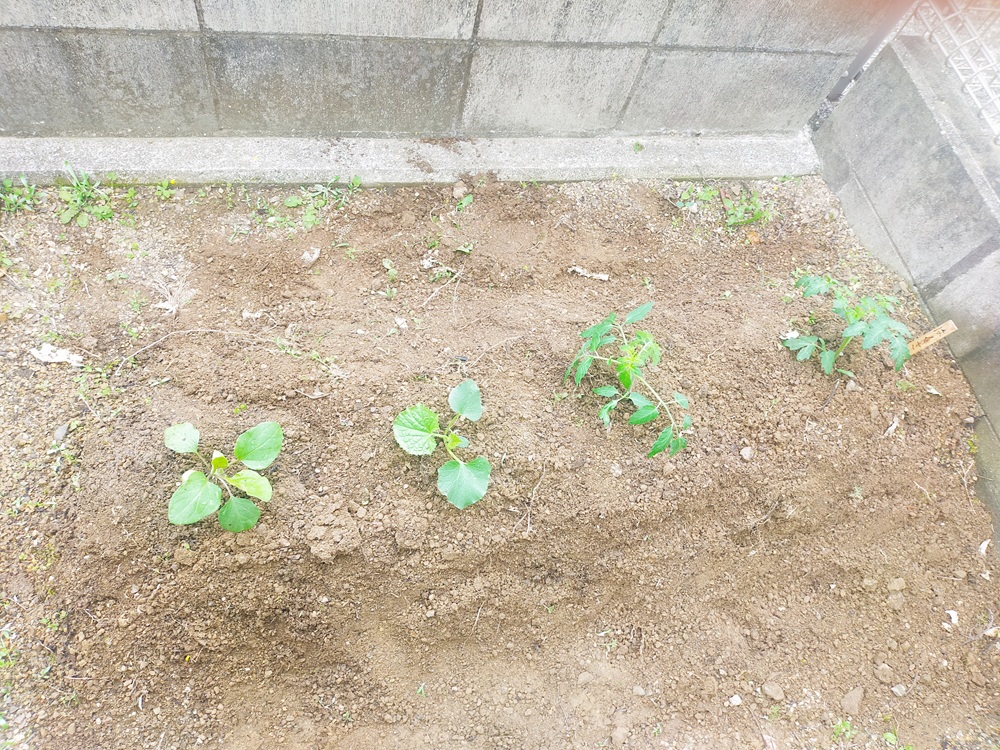 畑に苗が植わっている、ミニトマト、ミディアムトマト、ナス、まくわうり