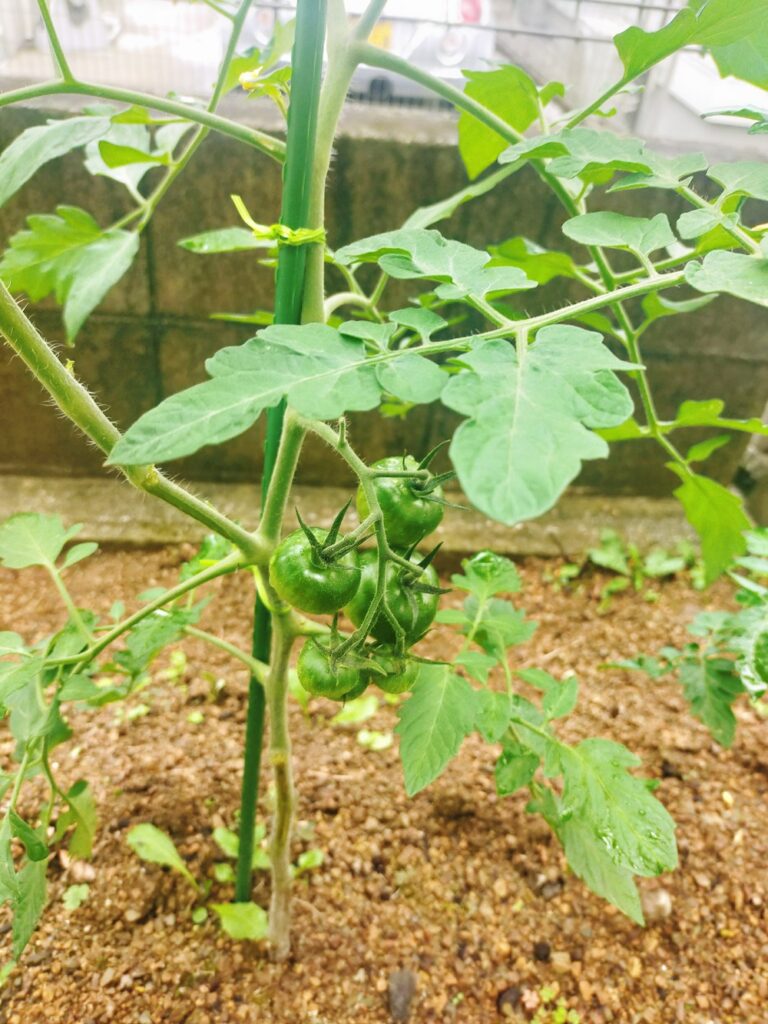 家庭菜園の青いミニトマトの実の写真