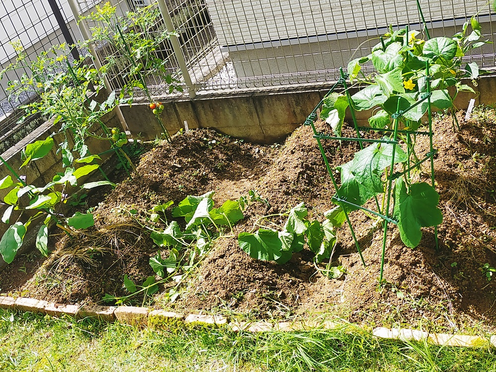 野菜が成長した様子の写真、きゅうり、ナス、ミニトマト、ミディアムトマト、まくわうり、ピーマン
