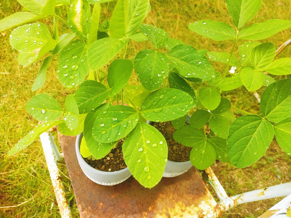 さびた椅子の上に、枝豆の鉢が置かれている。葉っぱの上には雨の雫がたくさん見える写真